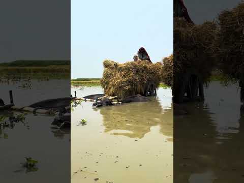 হারিয়ে যাচ্ছে এই সোনালী দিন গুলো #shortvideo #subscribe