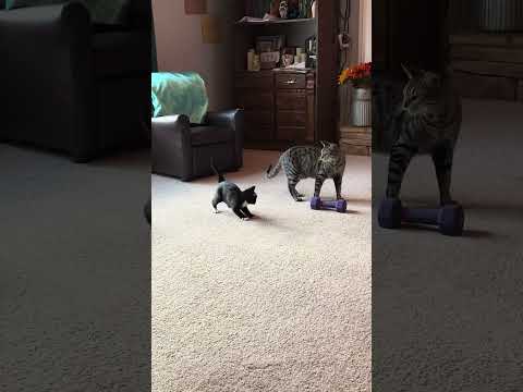 New kitten behavior #kitten #playful #merrychristmas #earlychristmasgift #funny