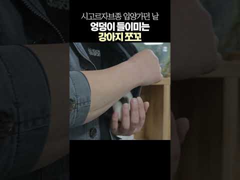 (미공개영상) 엉덩이 들이미는 쪼꼬 #시고르자브종 #유기견 #입양