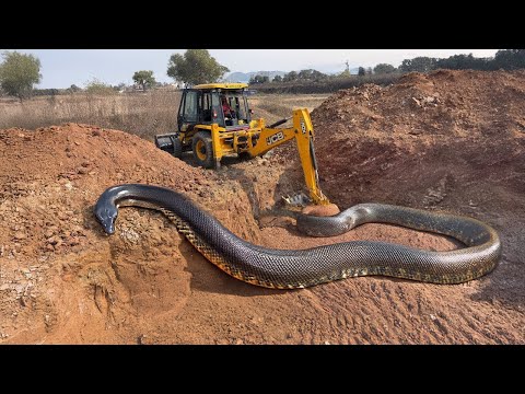 Jcb 3dx Backhoe Machine Mahindra Swaraj New Eicher Sonalika Tractor Over LoadingTrolley Truck video