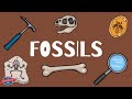 Fossils and Paleontology Concepts