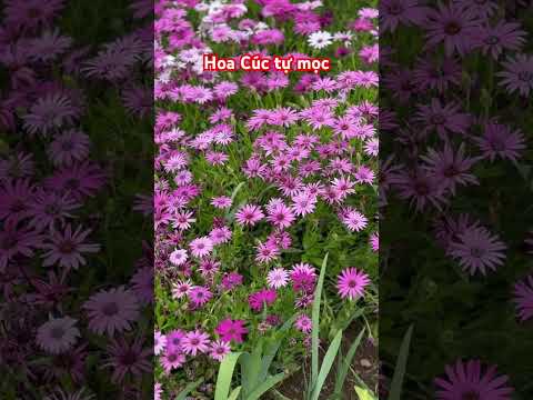 Hoa cúc tự nhiên mọc #nature #mygarden