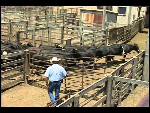 livestock cattle mov muskingum
