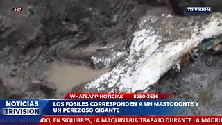 Hallazgo de mastodonte y perezoso gigante en Cartago fortalece el acervo científico nacional.