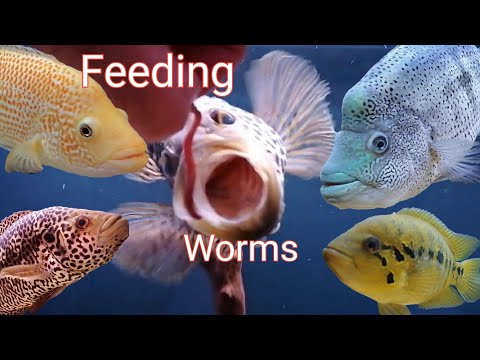feeding live worms. Dovii, jaguar, parachromis spe Feeding live worms to parachromis species.