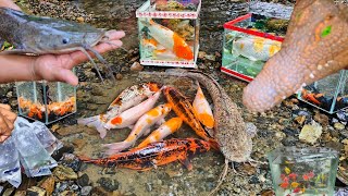 Catching large catfish, ornamental fish, koi fish, flowerhorn fish, betta fish, turtles, goldfish
