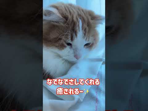 猫の動画サムネイル - 毎日癒しをありがとう💕#マンチカン短足 #なんちゃん #ミヌエット短足 #ぬんちゃん
