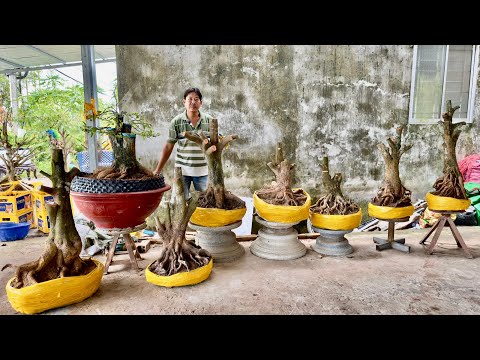 PHÔI MAI VÀNG (#O337573339 MƯỜI ) MAI TỨ QUÝ ngày 2O/7/2O25-  @bonsai Can Tho