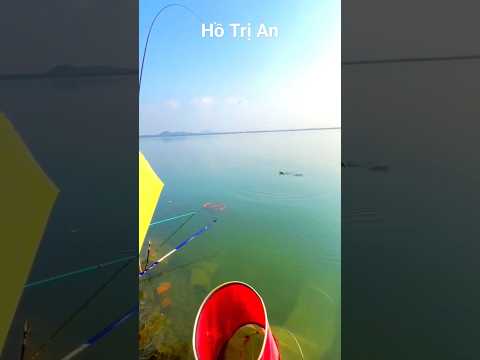 Lên cá trôi điểm câu Hồ Trị An