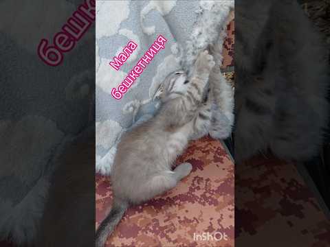 Знайшли її маленьку, мокру та перелякану в кущах біля школи, три тижні назад. #кошеня #cat