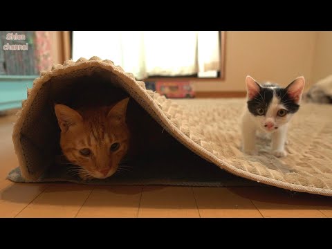 大好きな子猫のために「いないいないばあ!」で遊んであげる先住猫