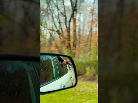 After the #overlooktower driving to find #restaurant for lunch #travel #nature #autumn #autumnleaves