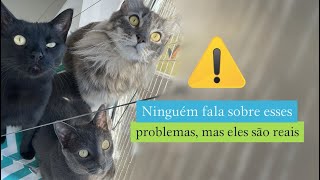 Ninguém fala sobre esses problemas, mas eles são reais  #gatos #gatosfofo #gatosengraçados #trigatos