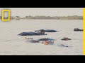 Bull Shark and Hippo Encounters