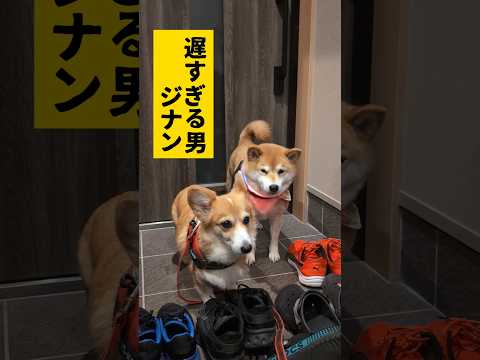 待たされる犬 #柴犬スティーブ