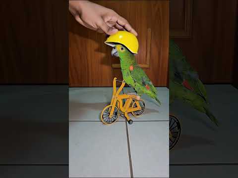 Cycling parrot #birds #cycling #cyclist #bike #bicycle #bikelife #parrot #parrots #pets #animals
