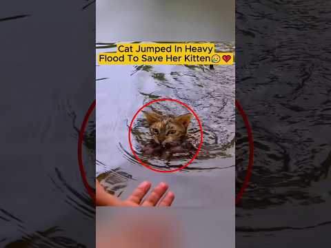 Brave Mama Cat Risks her Life to Save her Drowning Kitten ๐ฅ #shorts #cat #rescue