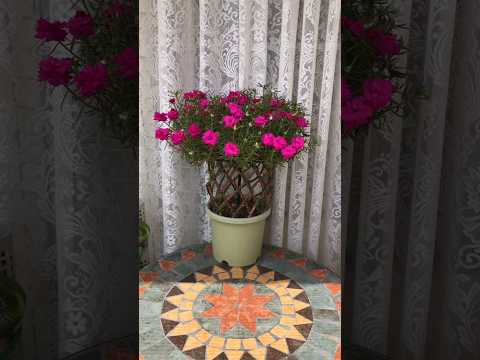 Onze horas perfeita#dicasdejardinagem #planta #jardim #onzehoras #jardinagem