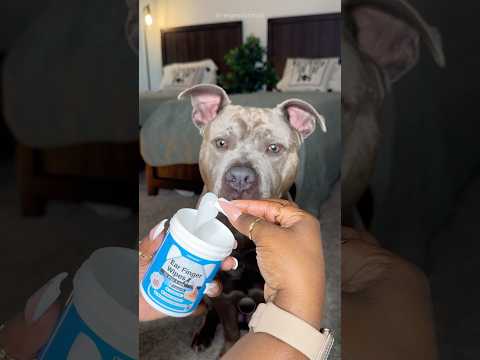 Relaxing Dog Grooming Routine #doglover #dogtips #dogcare #doggrooming #viral #dogs #pitbull #shorts