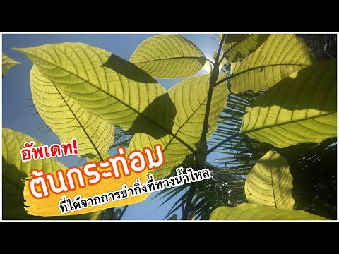 อัพเดท-ต้นกระท่อม-ที่ได้จากการปักชำกิ่ง-ที่ทางน้ำไหล สวนน้อย ร้อยอย่าง อัพเดท ต้นกระท่อม ที่ได้จากการปักชำกิ่ง ที่ทางน้ำไหล