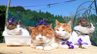 動画サムネイル
