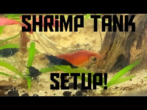 Shrimp Tank Setup! #shrimp #Neocaridina #shrimptan Shrimp Tank Setup! #shrimp #Neocaridina #shrimptank #cherryshrimp #shrimptanksetup

The Shrimp Tank 