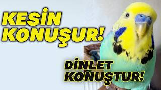 Konuşturma Garantili Muhabbet Kuşu Eğitimi | Cici Kuş ❤️ Aşkım ❤️ Babacık