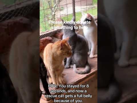 a rescue cat gets a full belly because ofyou.( donation link in bio #helpmeplease#LUcy