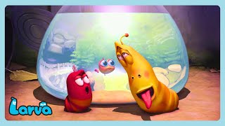 LARVA - Acquario 🐟 | Cartoni animati per bambini | WildBrain Italiano