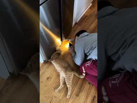 The is the SECOND round #cat #kitty #kitten @thectorangeboys