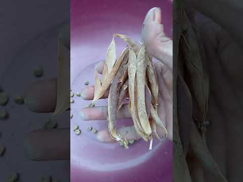 pea seeds 🫛 || #garden #terrace #trending #shorts #fyp #plants #vegetables #yt
