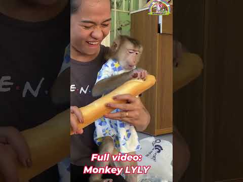 Monkey Lyly unexpectedly received a giant loaf of bread. #shorts #monkey #youtubeshorts #viralshort