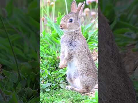 #rabbit #beautiful #cutelove ❤️