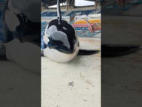 Smart Orca Negotiates for Fish 🐟 #shorts