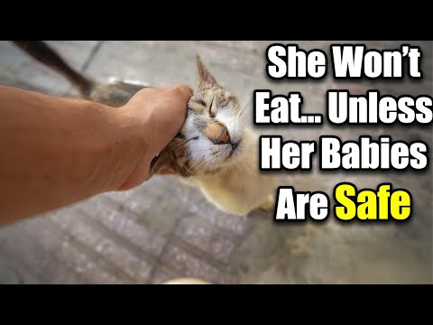 Mother Cat Wants Food… But Only If It's Served Next to Her Kittens.