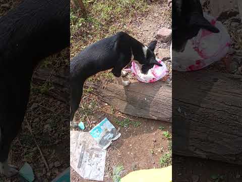 bezubaan ki jaan  😢😔 #dog #jaan #petshub #dogshorts #shorts #ytshorts