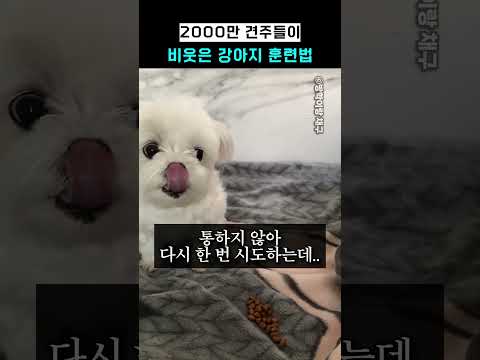 2000만 견주들이 비웃은 <strong>강아지</strong> 훈련법