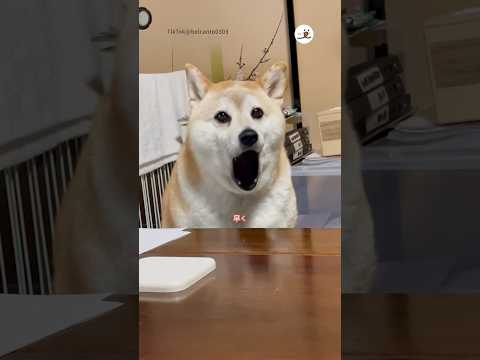 猫の動画サムネイル - 父ちゃんはどこだ！ 父ちゃんを出せ！ ｜PECO #shorts