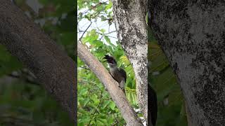 Indian Gray Hornbill || Mumbai, 2022 || Feeding #wildlife #animals #birds #nature