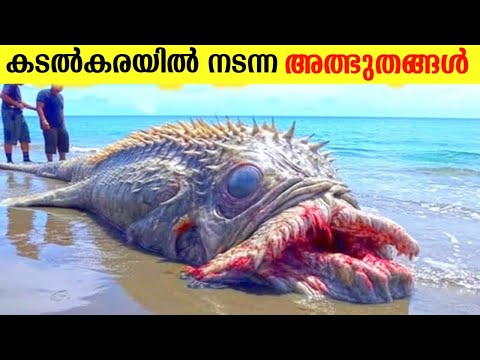 ബീച്ചിൽ കരക്കടിഞ്ഞ നിഗൂഢ ജീവി🤯|Malayalamfacts|