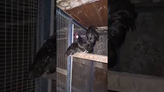 Бентамка Ява две курочки и петушок #chicken #chickenshop #chickenshop #backyardchickens