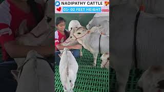 Little Krishna’s Favorites Roaming Free 🐄 You Won't Believe Your Eyes! #viral  #reels #yt #on