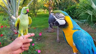 Funny Talking Indian Ringneck Parrot Greets Blue and Gold Macaw