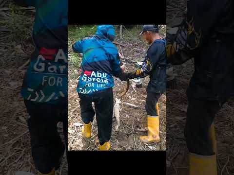 KEBAHAGIAAN MANCING BELUT SAAT DAPAT BELUT BESAR