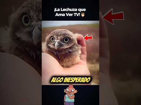 Rescate Inesperado: El Hombre y la Lechuza que Cambiaron sus Vidas 🦉