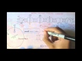 Neuronal Function and Ion Channels