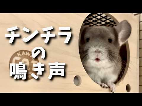 チンチラのいろんな鳴き声が面白過ぎる