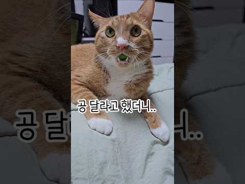 바로 나쁜소리 내는 금쪽이 #shorts