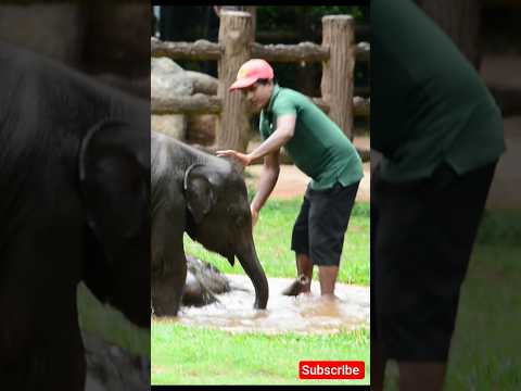 මල කොලන් මෙන්න #elephant #animals #viralvideo #shorts