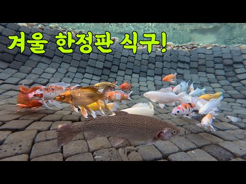 겨울의 왕을 연못에 잡아 넣었더니 연못이 달라보이네요!